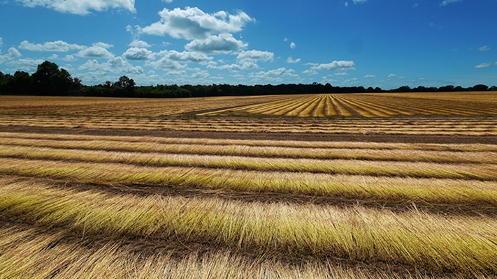 El lino, la materia eco-responsable