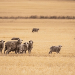 ¿Qué es la lana mulesing-free?
